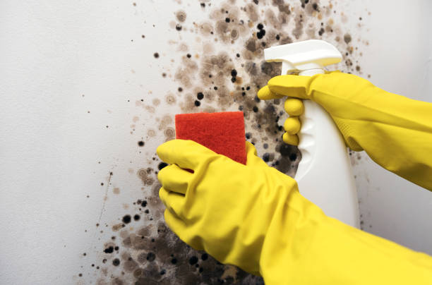 Best Residential Mold Remediation in Olivet, NJ